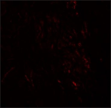Anti-ZMYM3 antibody produced in rabbit affinity isolated antibody, buffered aqueous solution