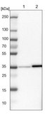 Anti-PPA1 antibody produced in rabbit Prestige Antibodies&#174; Powered by Atlas Antibodies, affinity isolated antibody, buffered aqueous glycerol solution, Ab1
