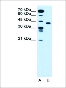 Anti-SLC35C1 antibody produced in rabbit IgG fraction of antiserum