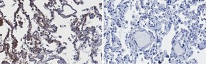 Anti-ACE2-extracellular Antibody, clone 1F21 ZooMAb&#174; Rabbit Monoclonal recombinant, expressed in HEK 293 cells