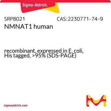 NMNAT1 human recombinant, expressed in E. coli, His tagged, &gt;95% (SDS-PAGE)