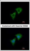 Anti-DKK3 antibody produced in rabbit affinity isolated antibody, buffered aqueous solution