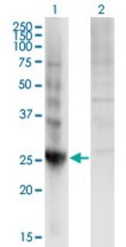 Monoclonal Anti-DIRAS3 antibody produced in mouse clone 1G4, ascites fluid