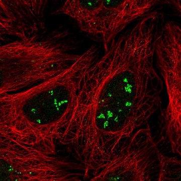 Anti-SRFBP1 antibody produced in rabbit Prestige Antibodies&#174; Powered by Atlas Antibodies, affinity isolated antibody
