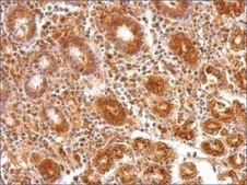 Anti-ATP5A1 (C-terminal) antibody produced in rabbit affinity isolated antibody, buffered aqueous solution