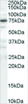 Anti-PPP1R15A/GADD34 antibody produced in goat affinity isolated antibody, buffered aqueous solution