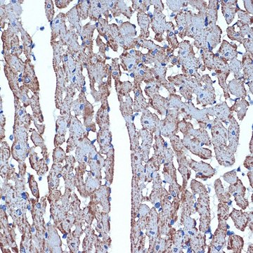 Anti-CDC42EP1 antibody produced in rabbit