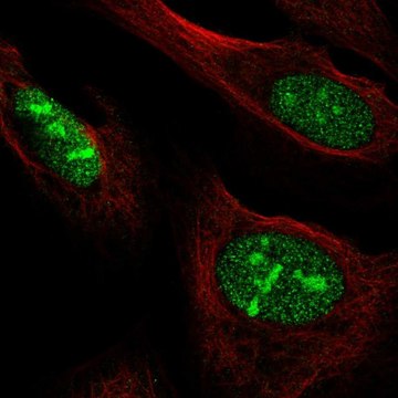 Anti-NOC3L antibody produced in rabbit Prestige Antibodies&#174; Powered by Atlas Antibodies, affinity isolated antibody