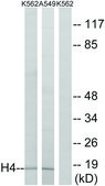 Anti-Histone H4 antibody produced in rabbit affinity isolated antibody