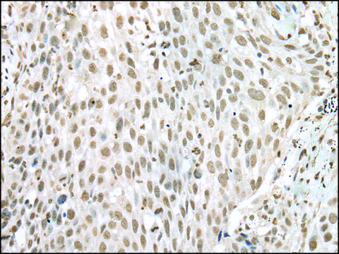 Anti-VSX1 affinity isolated antibody