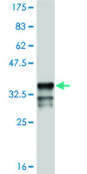 Monoclonal Anti-MSX1 antibody produced in mouse clone 1D2, purified immunoglobulin, buffered aqueous solution