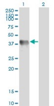 Monoclonal Anti-GLUL, (C-terminal) antibody produced in mouse clone 3B6, purified immunoglobulin, buffered aqueous solution