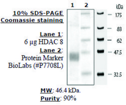 HDAC-8 human recombinant, expressed in baculovirus infected insect cells, &#8805;80% (SDS-PAGE)