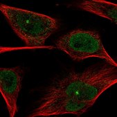 Anti-PGLS antibody produced in rabbit Prestige Antibodies&#174; Powered by Atlas Antibodies, affinity isolated antibody, buffered aqueous glycerol solution