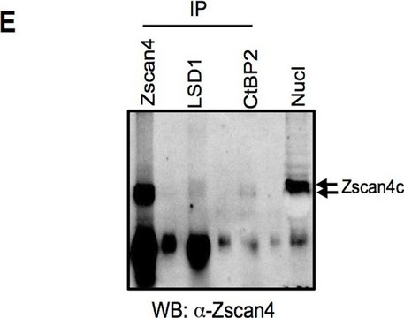 Anti-Zscan4 Antibody from rabbit, purified by affinity chromatography