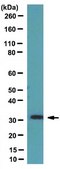 Anti-p32 Antibody from rabbit, purified by affinity chromatography