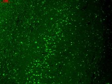 Monoclonal Anti-KCNJ2 antibody produced in mouse clone S112B-14, 1&#160;mg/mL, purified immunoglobulin