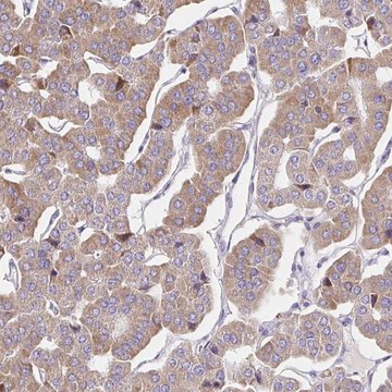 Anti-GUCY1A3 antibody produced in rabbit Prestige Antibodies&#174; Powered by Atlas Antibodies, affinity isolated antibody, buffered aqueous glycerol solution