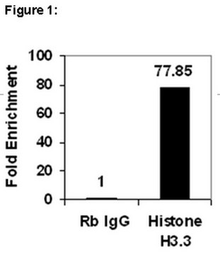 ChIPAb+ Histone H3.3 - ChIP Validated Antibody and Primer Set from rabbit, purified by affinity chromatography