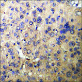 Anti-phospho-Akt (pThr308) antibody produced in rabbit affinity isolated antibody