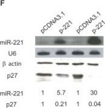 Anti-Actin antibody produced in rabbit affinity isolated antibody, buffered aqueous solution