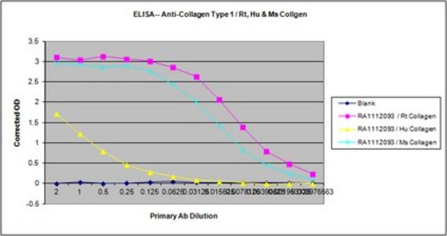 Anti-Collagen Type I Antibody from rabbit, purified by affinity chromatography