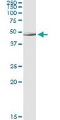 Monoclonal Anti-ALLC antibody produced in mouse clone 3D3, purified immunoglobulin, buffered aqueous solution
