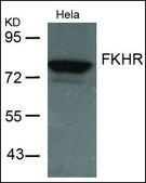 Anti-FOXO1 (Ab-256) antibody produced in rabbit affinity isolated antibody