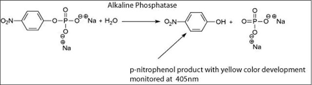 Phosphatase, Alkaline from Escherichia coli lyophilized powder, 30-60&#160;units/mg protein (in glycine buffer)