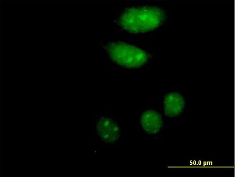 Anti-ISL2 antibody produced in mouse IgG fraction of antiserum, buffered aqueous solution