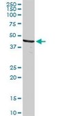 Anti-DFFB antibody produced in rabbit purified immunoglobulin, buffered aqueous solution