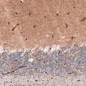 Anti-SLC7A5 antibody produced in rabbit Prestige Antibodies&#174; Powered by Atlas Antibodies, affinity isolated antibody, buffered aqueous glycerol solution