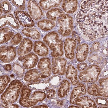 Anti-MORN1 antibody produced in rabbit Prestige Antibodies&#174; Powered by Atlas Antibodies, affinity isolated antibody, buffered aqueous glycerol solution
