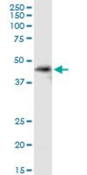 Anti-SDSL antibody produced in rabbit purified immunoglobulin, buffered aqueous solution
