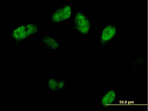 Anti-SAMHD1 antibody produced in mouse IgG fraction of antiserum, buffered aqueous solution