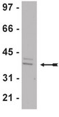 Anti-WDR5 Antibody Upstate&#174;, from rabbit