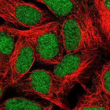 Anti-ALKBH2 antibody produced in rabbit Prestige Antibodies&#174; Powered by Atlas Antibodies, affinity isolated antibody