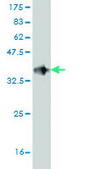 Monoclonal Anti-DUSP5 antibody produced in mouse clone 2F3, purified immunoglobulin, buffered aqueous solution