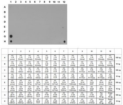 Anti-monomethyl-Histone H3 Antibody (Lys36) from rabbit, purified by affinity chromatography