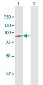 Anti-MTDH antibody produced in rabbit purified immunoglobulin, buffered aqueous solution