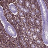 Anti-MFAP2 antibody produced in rabbit Prestige Antibodies&#174; Powered by Atlas Antibodies, affinity isolated antibody, buffered aqueous glycerol solution