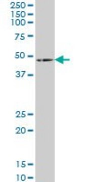Monoclonal Anti-HOXA5 antibody produced in mouse clone 3B9, purified immunoglobulin, buffered aqueous solution
