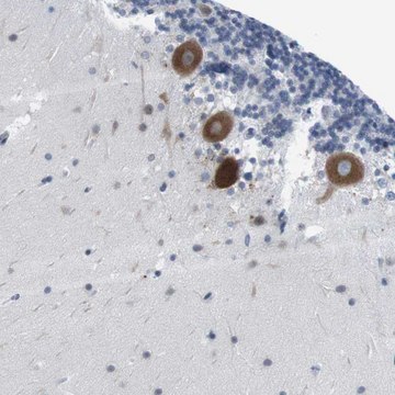 Anti-ERGIC3 antibody produced in rabbit Prestige Antibodies&#174; Powered by Atlas Antibodies, affinity isolated antibody, buffered aqueous glycerol solution