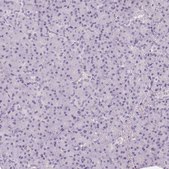 Anti-POU1F1 antibody produced in rabbit Prestige Antibodies&#174; Powered by Atlas Antibodies, affinity isolated antibody