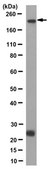 Anti-PLA2R Antibody, clone 5F5.1 clone 5F5.1, from mouse