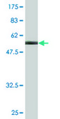 Monoclonal Anti-PKD1L2 antibody produced in mouse clone 3G2, purified immunoglobulin, buffered aqueous solution