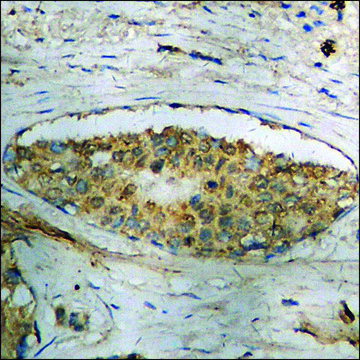 Anti-phospho-STAT1 (pTyr701) antibody produced in rabbit affinity isolated antibody