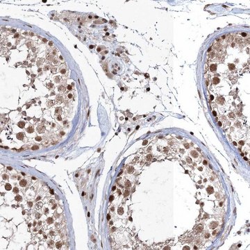 Anti-QRICH1 antibody produced in rabbit Prestige Antibodies&#174; Powered by Atlas Antibodies, affinity isolated antibody, buffered aqueous glycerol solution