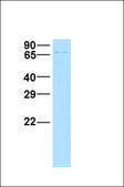 Anti-RABGGTA antibody produced in rabbit affinity isolated antibody