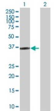 Anti-HOXD1 antibody produced in rabbit purified immunoglobulin, buffered aqueous solution
